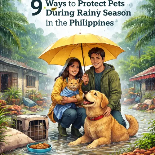 Ways to Protect Pets During Rainy Season in the Philippines